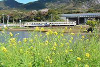 春の風を浴びて彡菜の花Ver