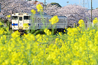 菜の花と桜のコラボレーション！