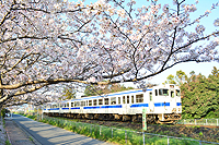 香春の桜並木 