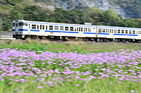 5月。レンゲの花の季節。