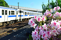 牡丹の花がお出迎え。