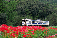 彼岸花の築堤を行く