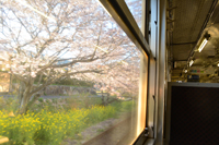 きれい！採銅所の桜並木。