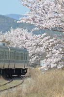 満開のころ。日田彦山線。