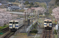 さくら満開の駅