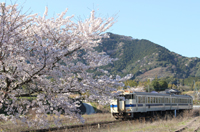 これがさくら満開の日