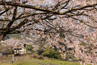 桜花のお出迎え