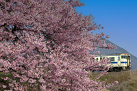 八重桜