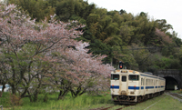 さくらの木のそばを通る列車