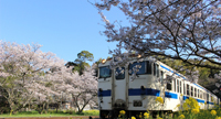 桜と菜の花