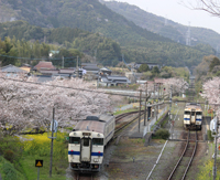 花のお出迎え