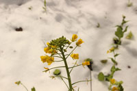 雪の日に珍しい花