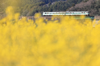 菜の花満開の宮原