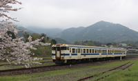桜と山