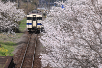 桜咲く駅