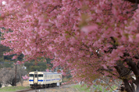 河津桜とキハ