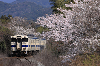 ソメイヨシノのお出迎え 