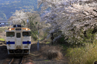 桜吹雪にキハが舞う