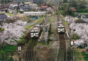 桜花の中で離合