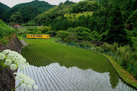 田植えの頃