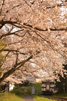 桜のトンネル