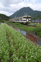 そばの花咲く