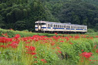 彼岸花咲く