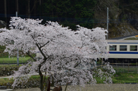 孤高の一本桜と