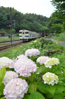 紫陽花の季節