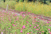 お花畑に囲まれて