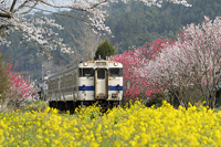 宝珠山の春